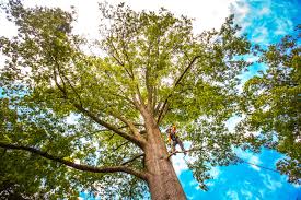 Best Leaf Removal  in Columbus, NM