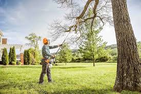 How Our Tree Care Process Works  in  Columbus, NM