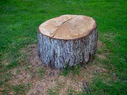 Best Arborist Consultation Services  in Columbus, NM