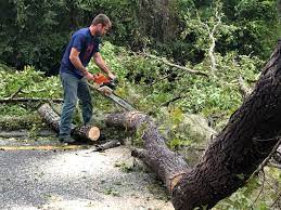 Best Tree Removal  in Columbus, NM