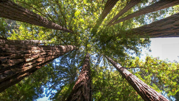 Best Tree Disease Treatment  in Columbus, NM