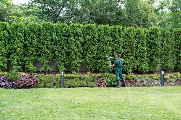 Best Lawn Disease Treatment  in Columbus, NM