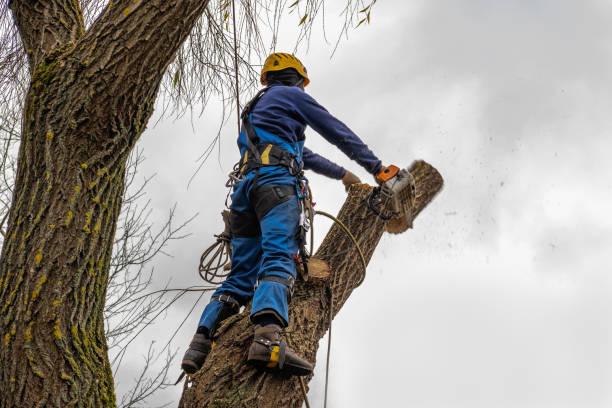 Best Tree Health Inspection  in Columbus, NM