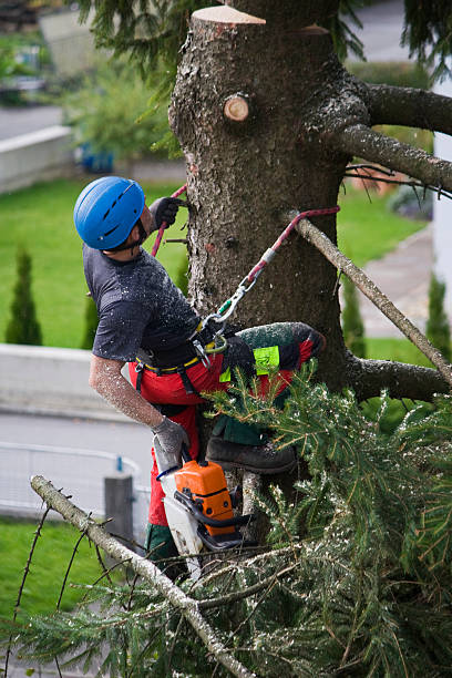 Best Pest Control for Lawns  in Columbus, NM