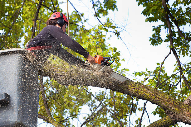 Best Fruit Tree Pruning  in Columbus, NM